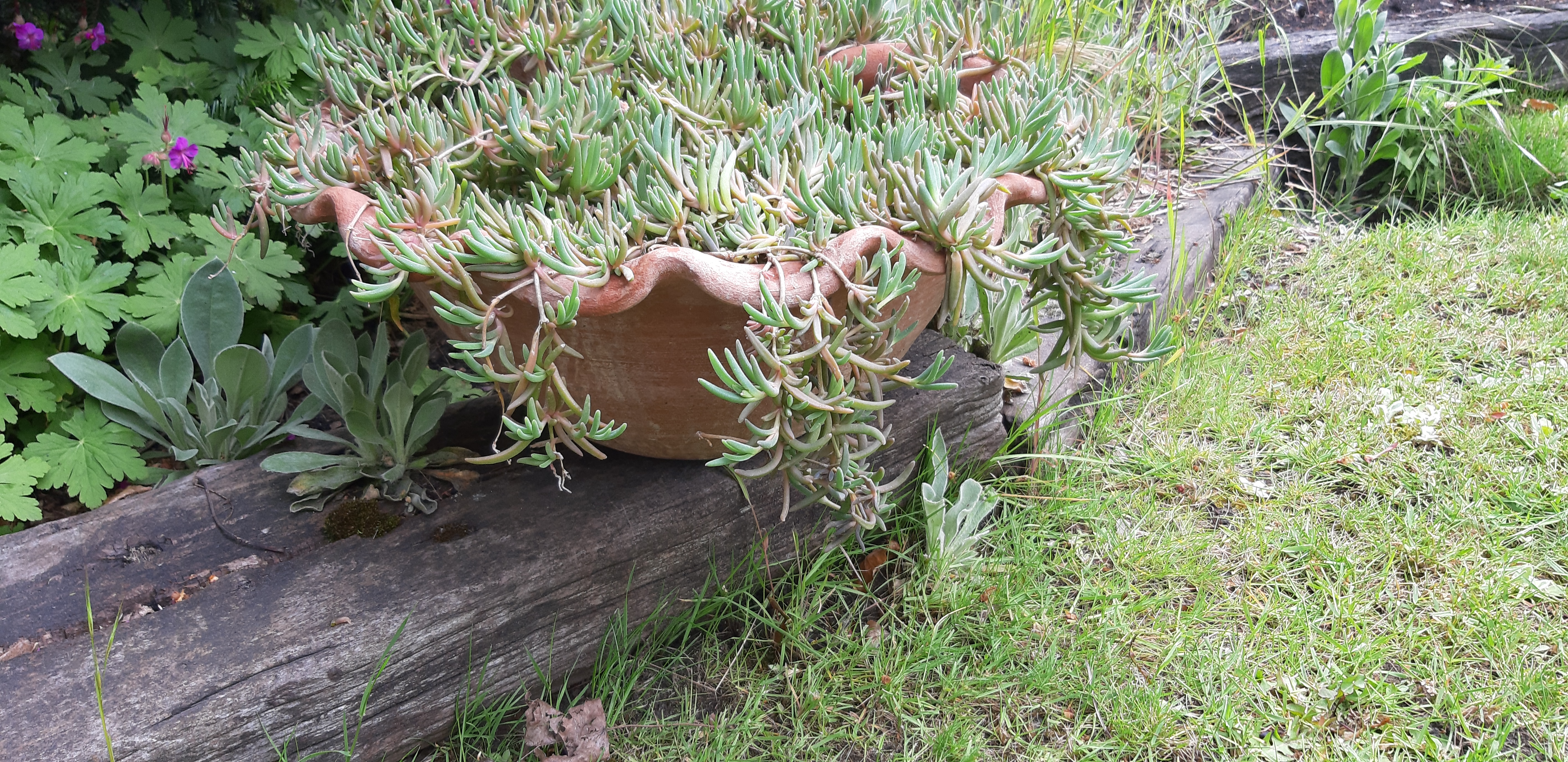 Terracotta pot 8